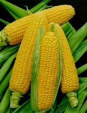 Golden Bantam Sweet Corn Seeds, NON-GMO, ORGANIC, HEIRLOOM -  Free Shipping!