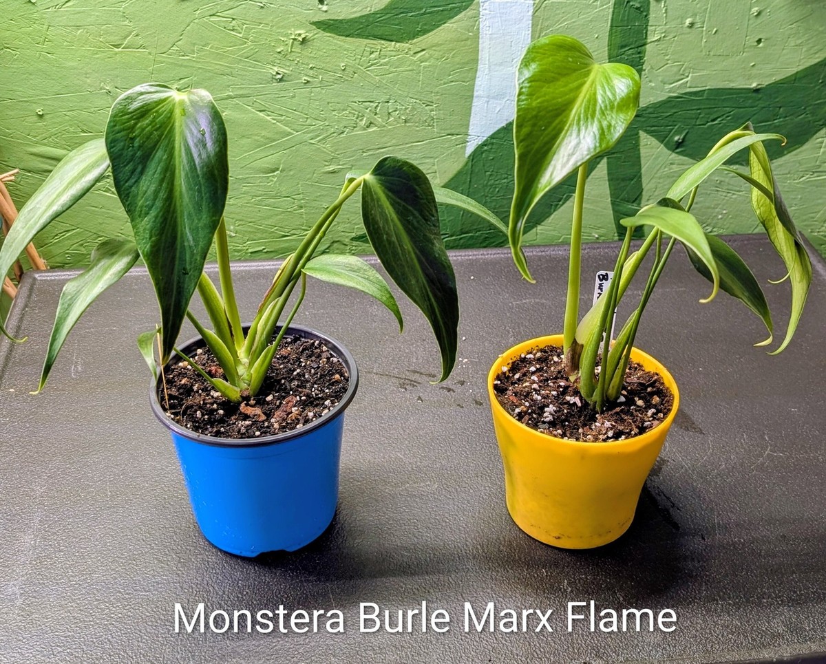 Monstera Burle Marx Flame | eBay