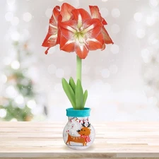 Garden State Bulb Reindeer Sweater Amaryllis Flower Bulb, Minerva, 28/30cm