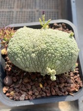 7.6CM Pseudolithos migiurtinus cristata Succulent Garden floweringPlants WYSIWYG