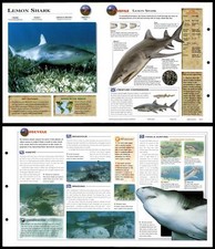 Lemon Shark #7 Fish - Wildlife Explorer Fold-Out Card