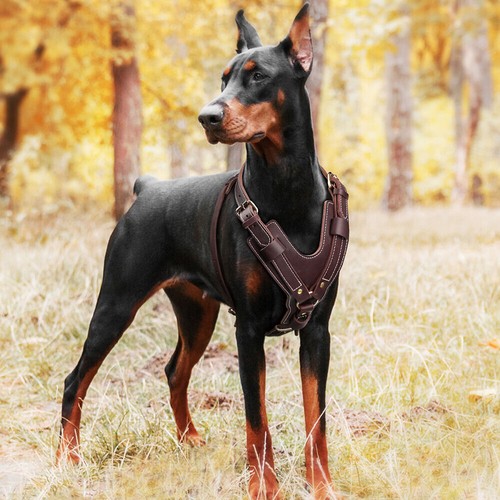Strong Genuine Leather Dog Harness Adjustable for Large Breeds Pitbull Mastiff - Picture 12 of 13