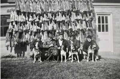 ORIGINAL 1957 PHOTO MEN HUNTING DOGS RACCOONS PELTS HANGING 5 X 3.5  f