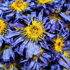 Blue Lotus Nymphaea Caerulea Dried Flower Herbal Tea 100 Natural Organic Health