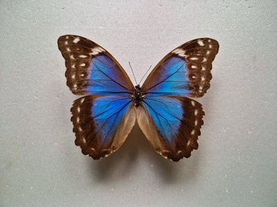 Morpho Menelaus Female