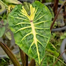 Colocasia Bulb Star Fish New Hybrid Tuber (Includes All Import Duties And Taxes)