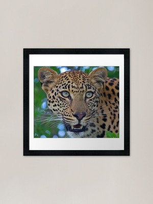 Those Eyes! Framed Art Print Framed Wall Art Poster Canvas Print Picture