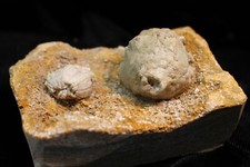 Chubby Cactocrinus glans with Globoblastus norwoodi, Hannibal Missouri