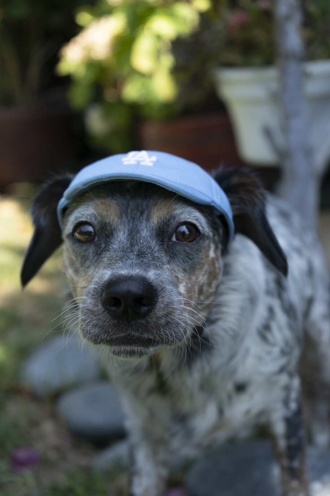 LA Dodgers Dog Baseball Hat Baby Blue MLB, Los Angeles LA Hat for dogs S,M,L,X eBay