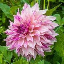 1 - DINNERPLATE DAHLIA Cafe au Lait ROYAL Bulb Tuber Clump  * 10" DOUBLE FLOWERS