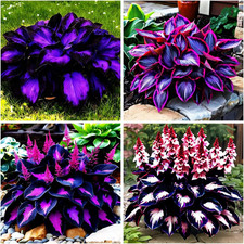 115 Mixed Hosta Seeds for Planting Outdoors Giant Hostas Seeds Perennial...