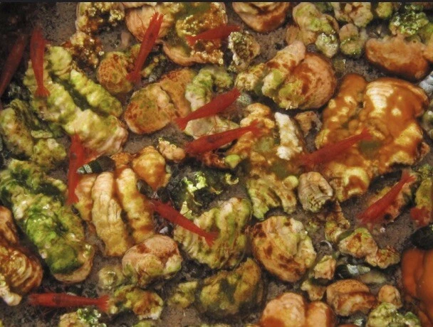 25 Opae Ula | Halocaridina rubra | Volcano Red Shrimp - Image 2 of 3