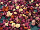 A pack of Assorted Strawflowers (dried) ready for use crafting