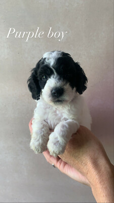 spoodle puppies for sale gumtree