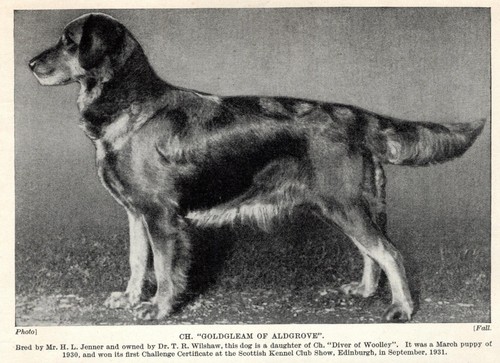 Golden Retriever "Gold" - 1934 Vintage Dog Art "Photo" Print - CUSTOM MATTED