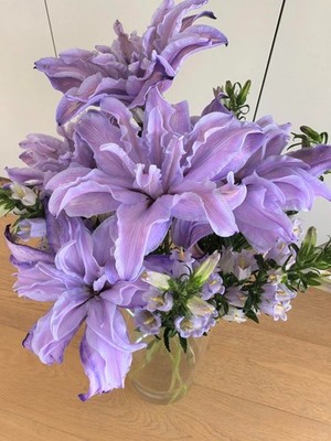 Double Oriental Lily for Home and Gardening Pack of 2 bulbs (PURPLE)