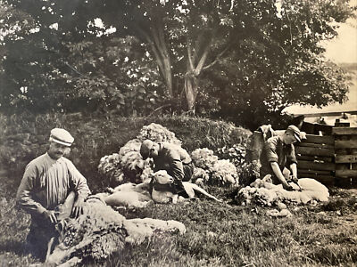 RPPC NETHERLANDS 1935 Postcard - Sheep Shearing - Den Burg - RARE