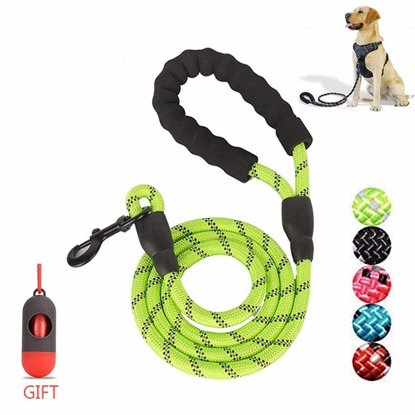 dog training leash walking