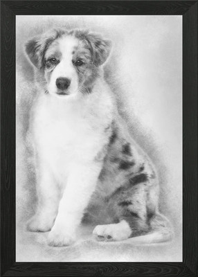 Australian Shepherd Welpe Gerahmtes Wandbild Poster Leinwanddruck Bild