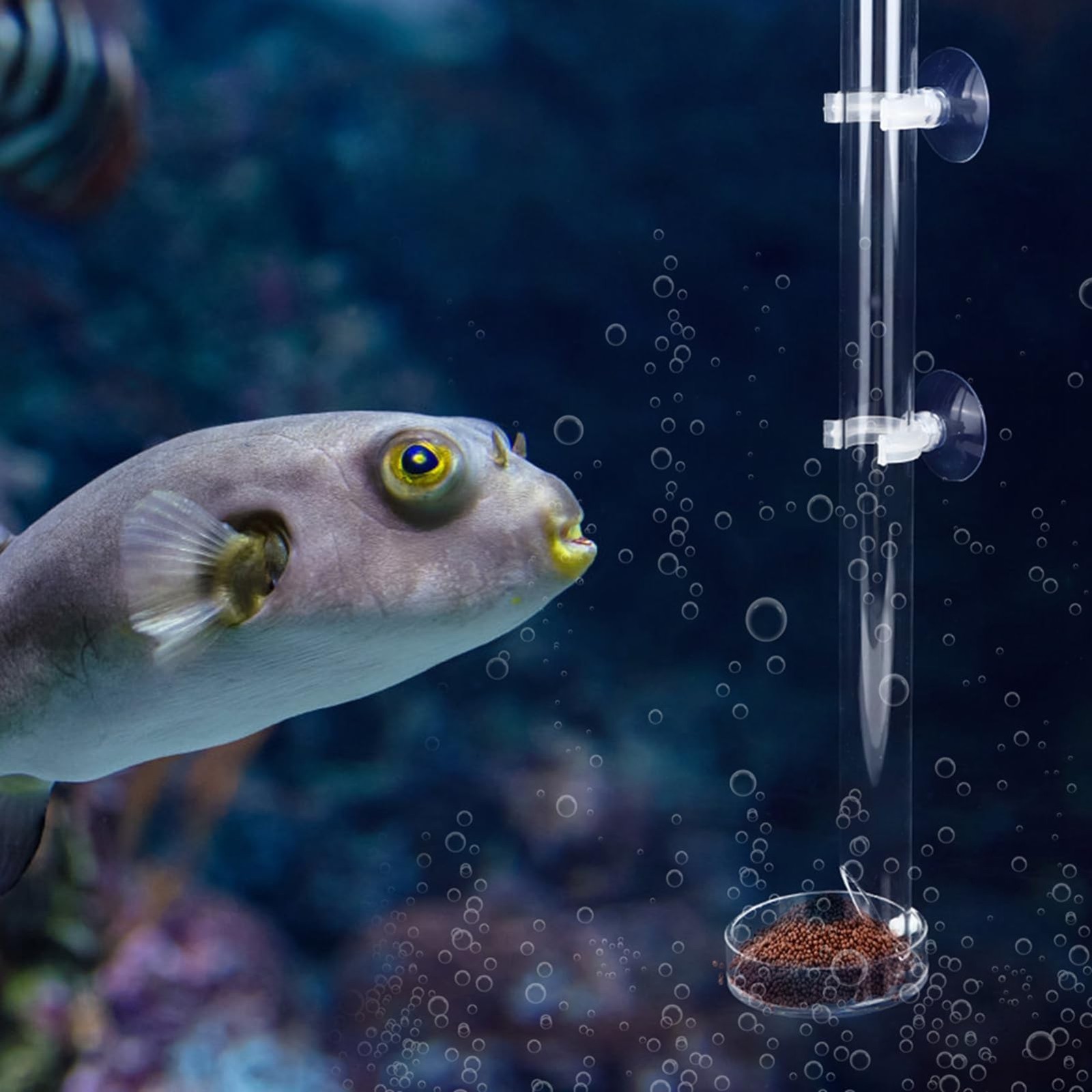 Tube d'alimentation crevette pour garder un sol d'aquarium propre