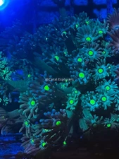 CE- WYSIWYG Alien Eye Rainbow Goni Frag - Live Coral LPS SPS #RZD9