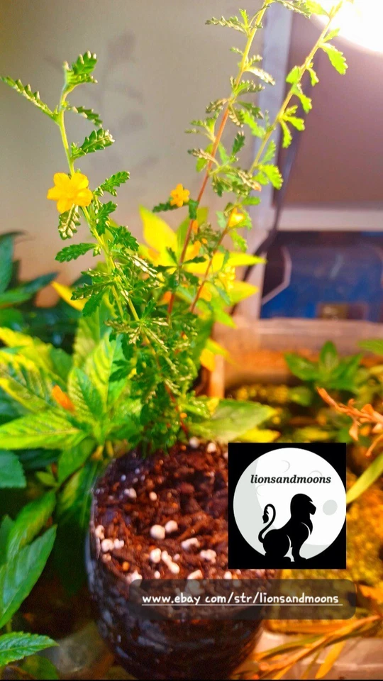 Damiana turnera diffusa Live Plant Cutting SMALL LEAF Rare Bitter Organic Real - Image 2 of 4