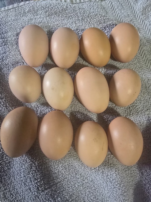 20+ Cream To Brown Chicken Hatching Eggs