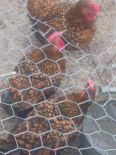 12+ Golden LACED WYANDOTTE CHICKEN HATCHING EGGS