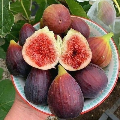 100++ Fresh Common Fig  Seedss (Ficus carica) Premium Quality
