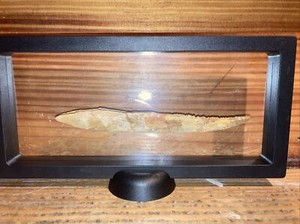 Large Dinosaur Fossil 66 To 309 Million HYBODONT Venomous Shark Spine 6 Inch