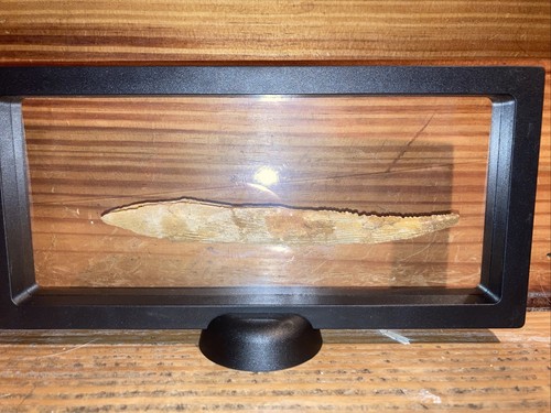 Large Dinosaur Fossil 66 To 309 Million HYBODONT Venomous Shark Spine 6 Inch