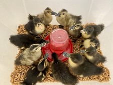 4 Fresh  Fertile Duck Hatching Eggs - Barnyard Mix - Shipped In Foam