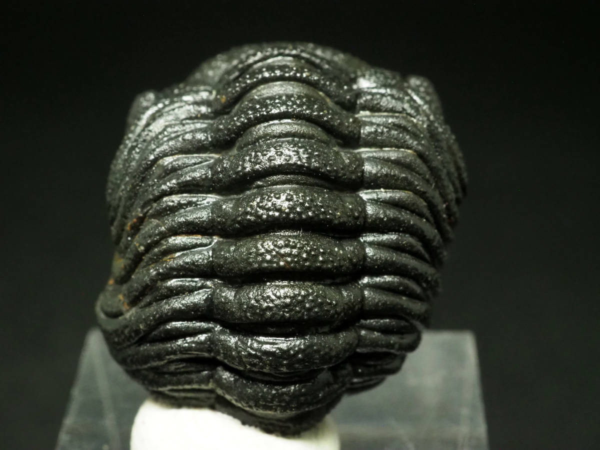 Rare Trilobite Morocops Forteyi from the Kingdom of Morocco 