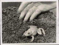 1935 Press Photo Rare albino pond frog at American Museum of Natural History NY