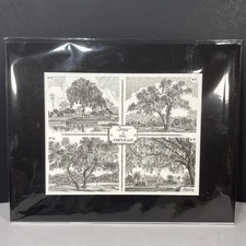 Trees of TPC Sawgrass Signed Print B. Harris Pen & Ink 14”x11” Matted