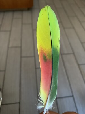 pluma de loro Extremely Religion