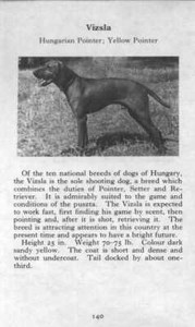 Vizsla - 1970 Vintage Dog Art Photo Print - CUSTOM MATTED GIFT