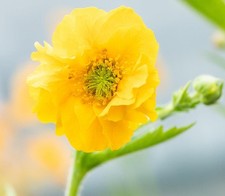 Geum 'Lady Stratheden' Perennial LARGE Plug Plants Pack x3