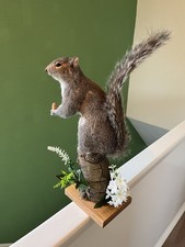 Taxidermy Grey Squirrel (￼ Sciurus Carolinensis )