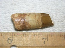 Dinosaur fossil tooth Spinosaurus Cretaceous Era bigger 1 inch long A27