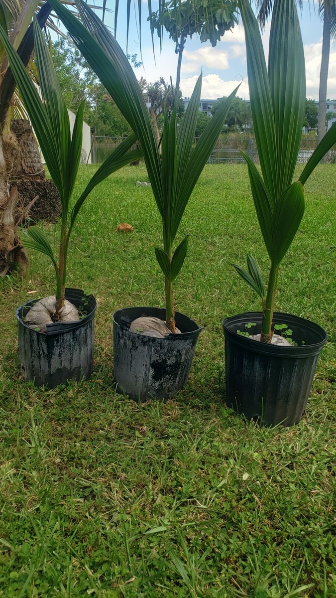 1 Coconut Palm Tree ( Dwarf Variety ) | eBay