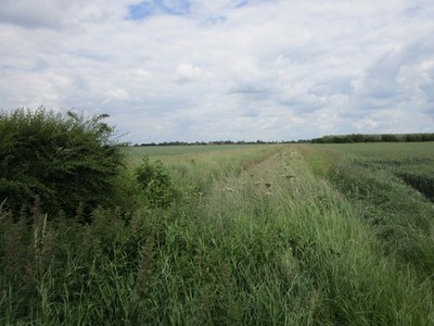Foto 6x4 Abfluss von North Drove, Helpringham Fen Eine Weidenplantage i c2019