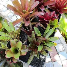 BUY 4 SAVE 20% 10 Pack 3/4-Full Size Small Neoregelia Bromeliad - No Duplicates