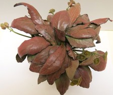 Euphorbia francoisii-#14 Modern hybrid-seed grown in USA