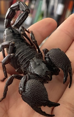 #ad One 1 Emperor Scorpion 🦂 3 Inches $69.99
