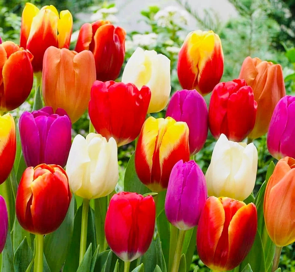 25 Rainbow Mix Tulip Flower Bulbs, Dutch Grown, Imported from Holland - Image 2 of 4