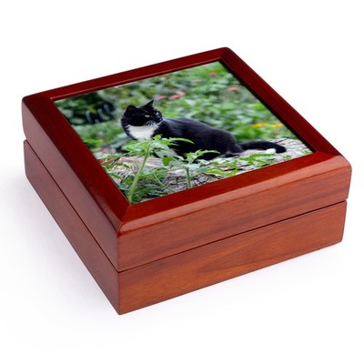 3dRose, Beautiful Female Black and White Tuxedo Cat in the Garden , Jewelry Box