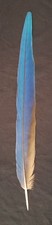 Blue and Gold Macaw Tail Feather (17.25