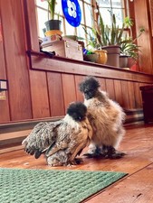 Silkie Hatching Eggs- breeder/show quality