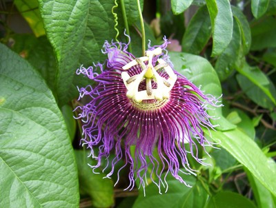 Passiflora Serratifolia Marakuji Aromatnyj Fioletovyj Cvetok Rastenie Besplatnaya Dostavka Ebay
